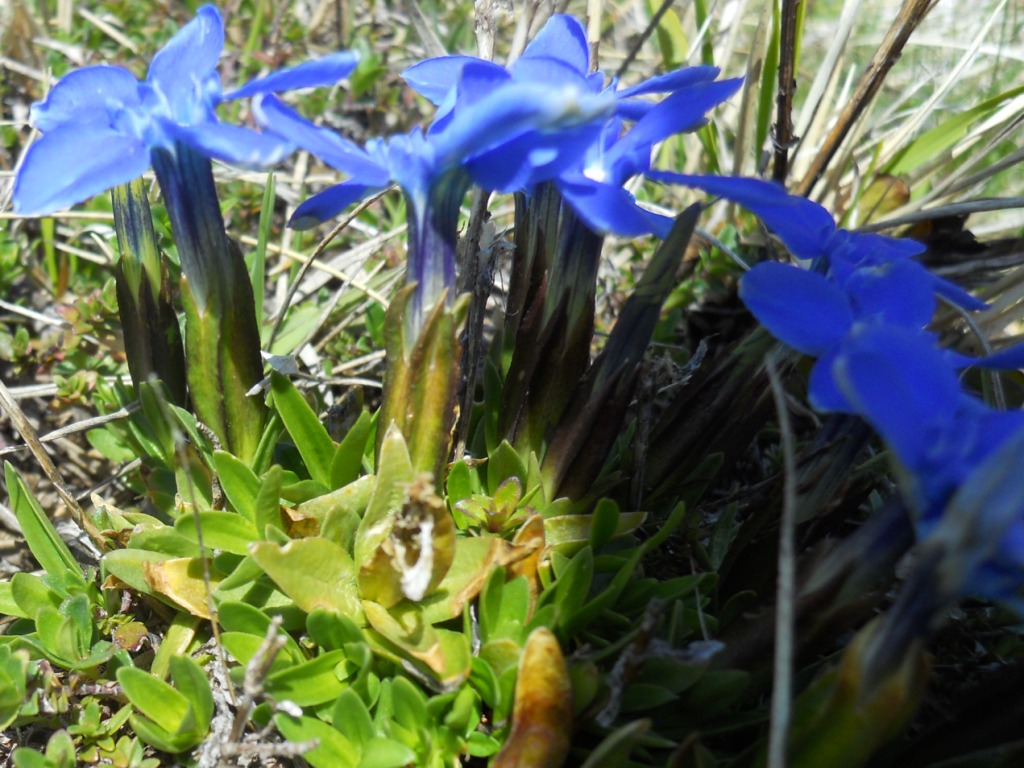 Fiore blu da determinare - Gentiana cfr. verna